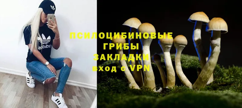 магазин продажи   Салават  Галлюциногенные грибы Psilocybe 